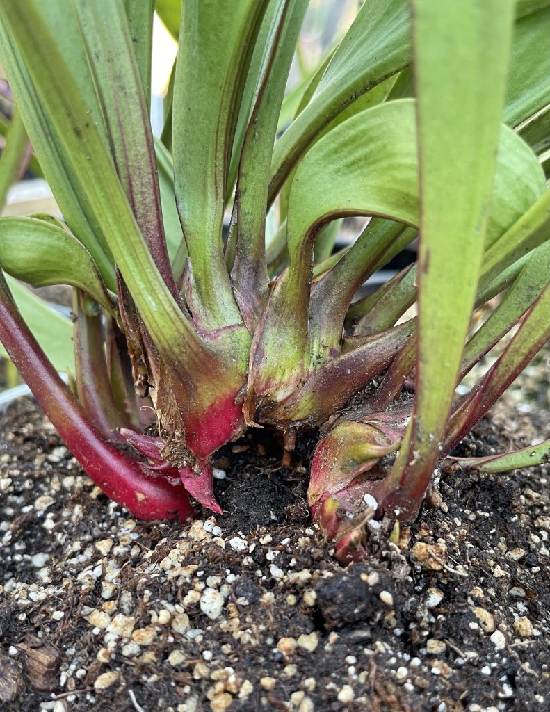 Caterpillar chewing a hole in Sarracenia rhizome